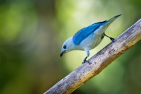 Tangara modra - Tangara episcopus - Blue-grey Tanager o5222
